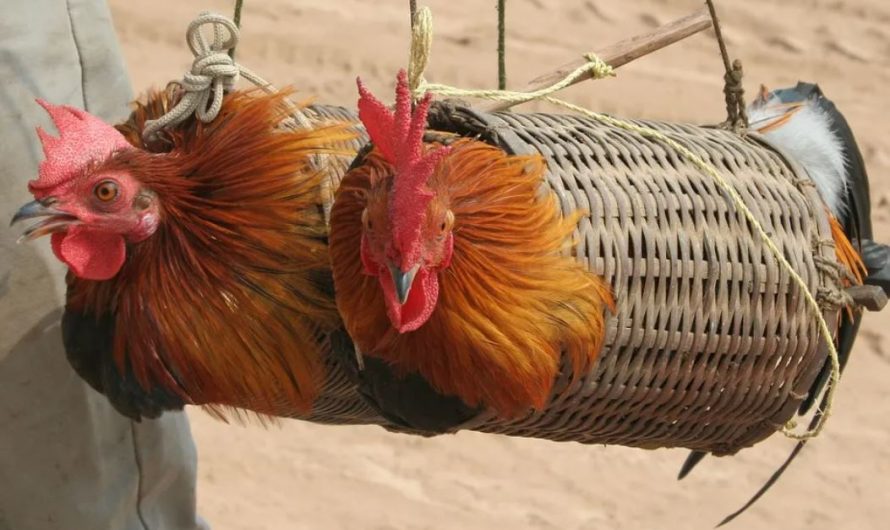 18 Symbolic Meanings of Dreaming of Traps