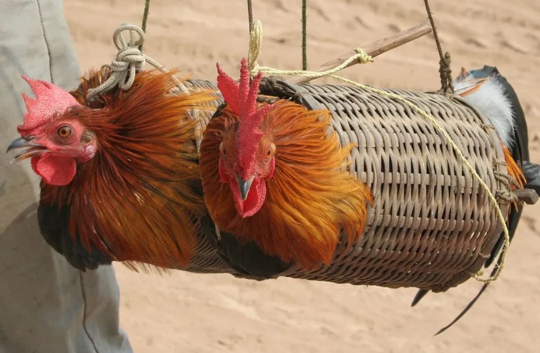 18 Symbolic Meanings of Dreaming of Traps