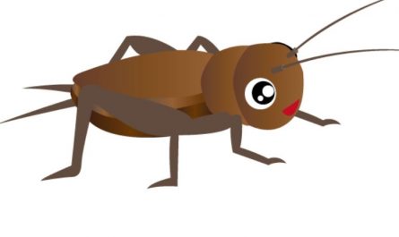 15 Symbolic Meanings of Dreaming of Crickets