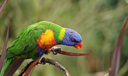 25 symbolic meanings of dreaming about parrots