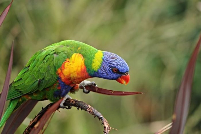 25 symbolic meanings of dreaming about parrots