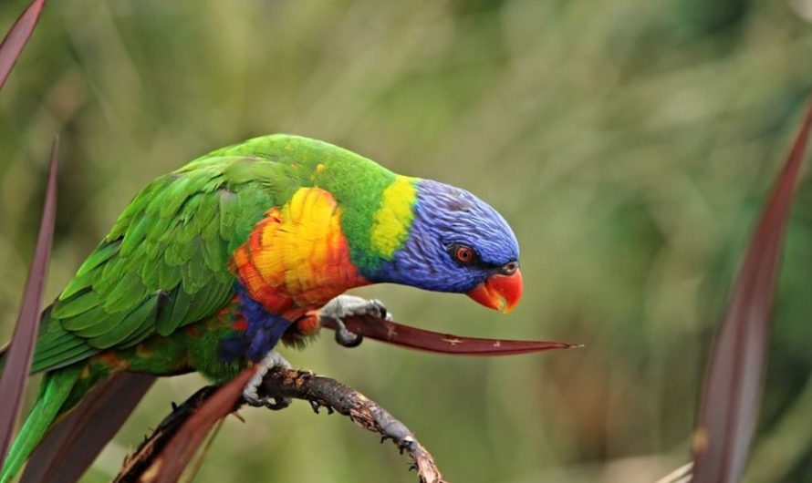 25 symbolic meanings of dreaming about parrots