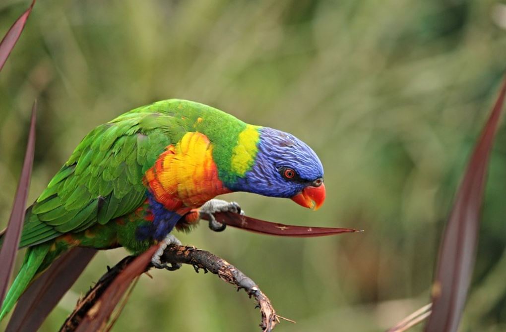25 symbolic meanings of dreaming about parrots