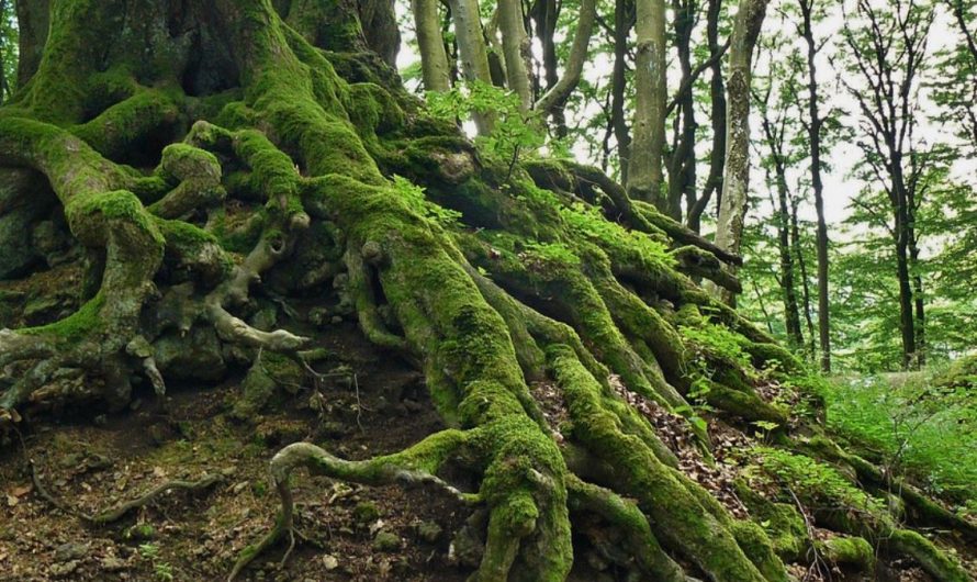 13 Symbolic Meanings of Dreaming of Tree Roots