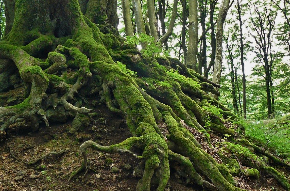 13 Symbolic Meanings of Dreaming of Tree Roots