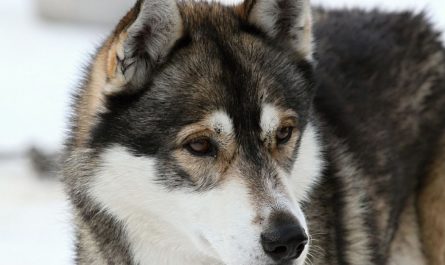 13 Symbolic Meanings of Dreaming about a Husky