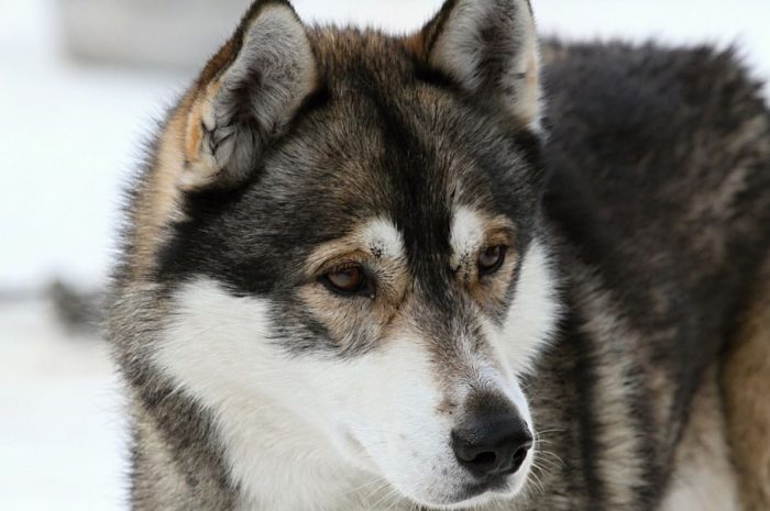 13 Symbolic Meanings of Dreaming about a Husky
