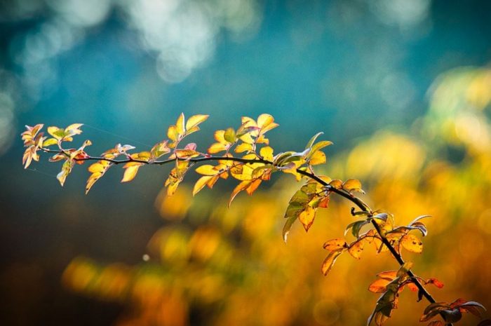 13 Symbolic Meanings of Dreaming of Tree Branches