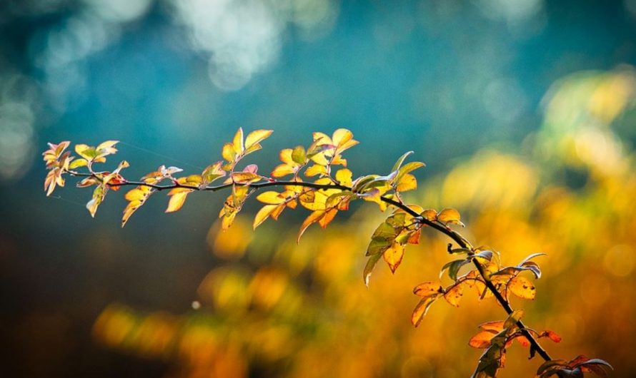 13 Symbolic Meanings of Dreaming of Tree Branches