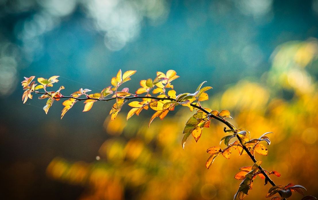 13 Symbolic Meanings of Dreaming of Tree Branches