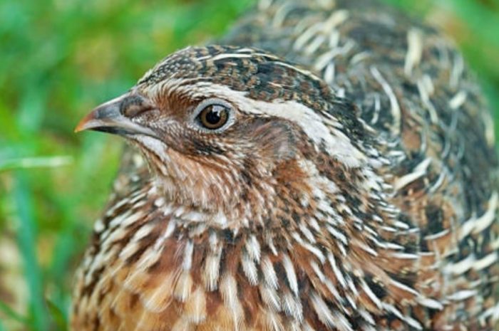 12 symbolic meanings of dreaming about quails