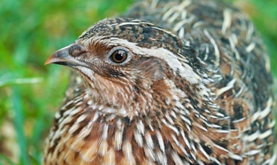 12 symbolic meanings of dreaming about quails