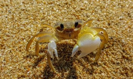 24 symbolic meanings of dreaming about crabs
