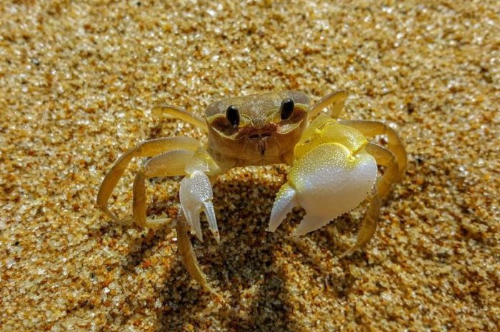 24 symbolic meanings of dreaming about crabs