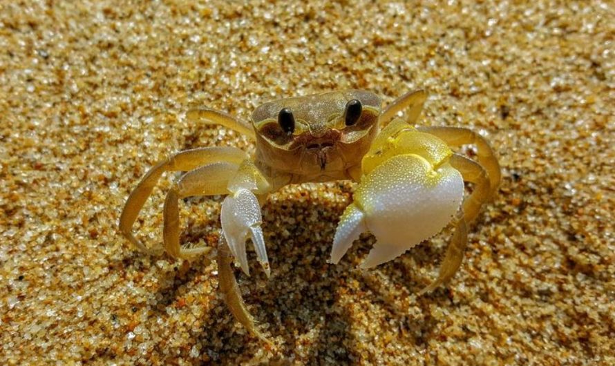 24 symbolic meanings of dreaming about crabs