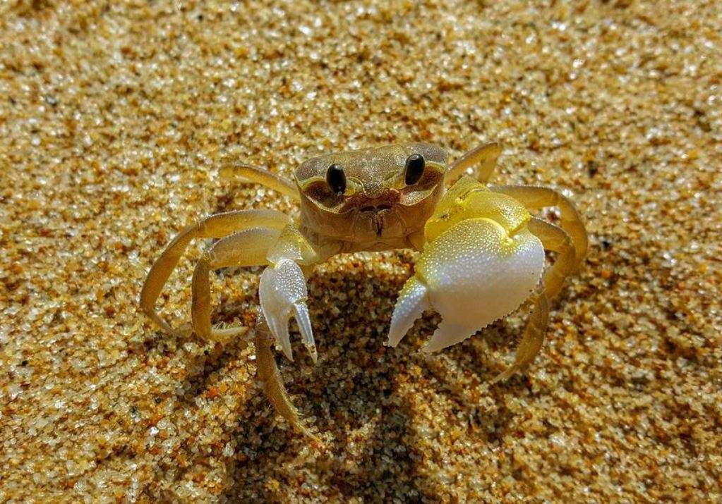 24 symbolic meanings of dreaming about crabs