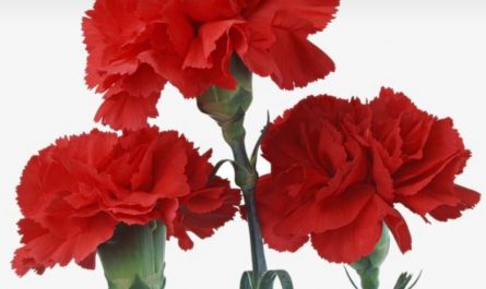17 symbolic meanings of dreaming about carnations