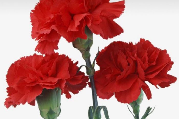 17 symbolic meanings of dreaming about carnations
