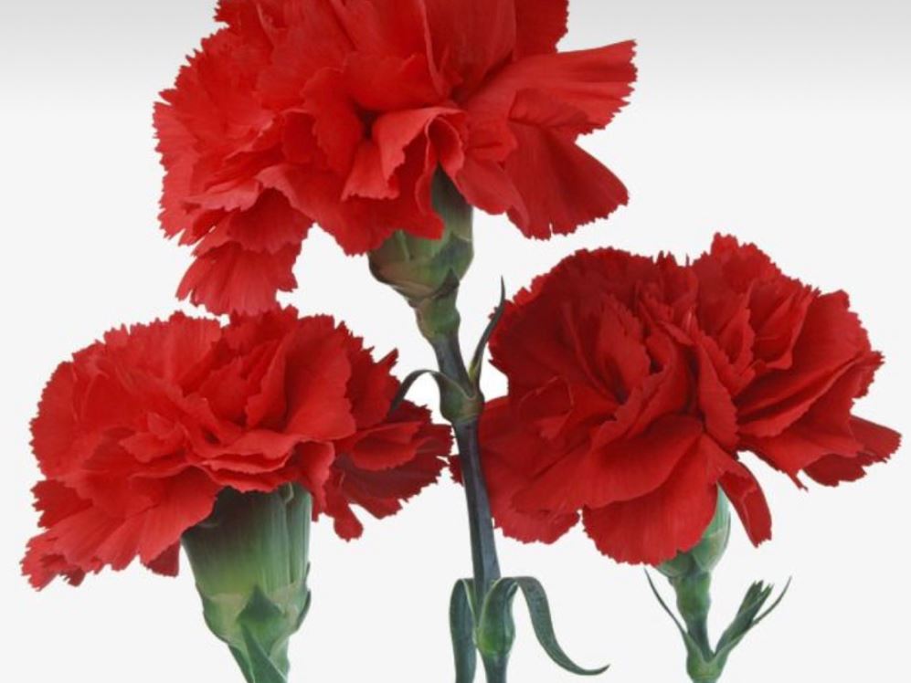 17 symbolic meanings of dreaming about carnations