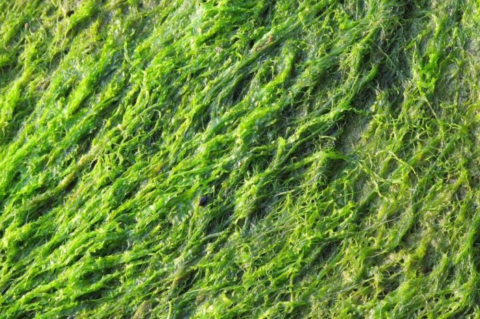 11 symbolic meanings of dreaming about seaweed