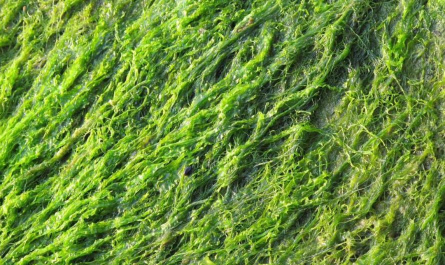 11 symbolic meanings of dreaming about seaweed