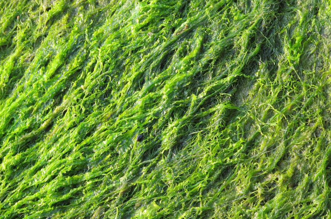 11 symbolic meanings of dreaming about seaweed