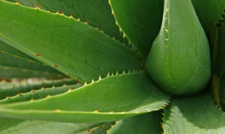 11 symbolic meanings of dreaming about aloe vera
