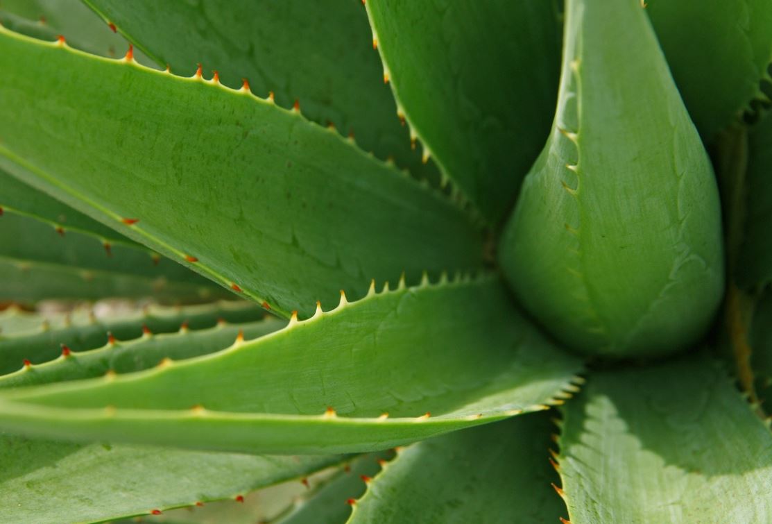 11 symbolic meanings of dreaming about aloe vera