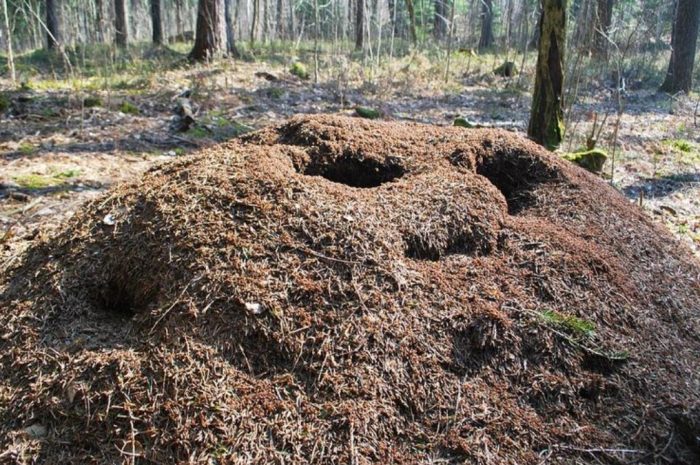 19 Symbolic Meanings of Dreaming of an Ant Nest