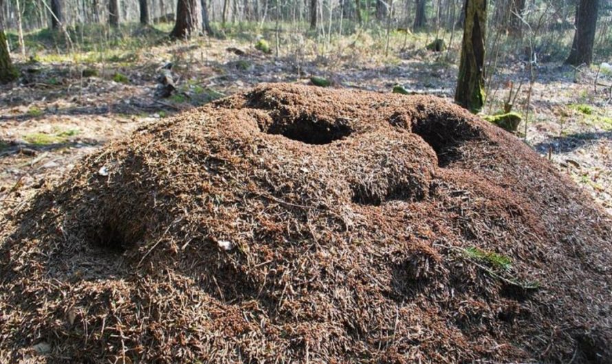 19 Symbolic Meanings of Dreaming of an Ant Nest
