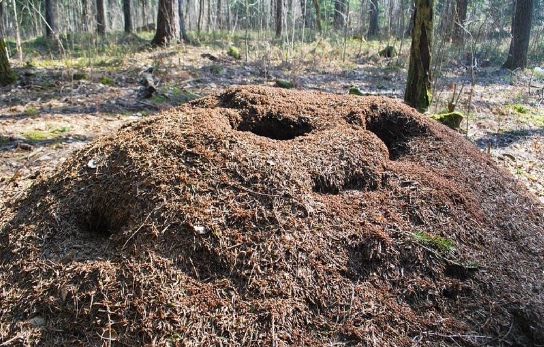 19 Symbolic Meanings of Dreaming of an Ant Nest