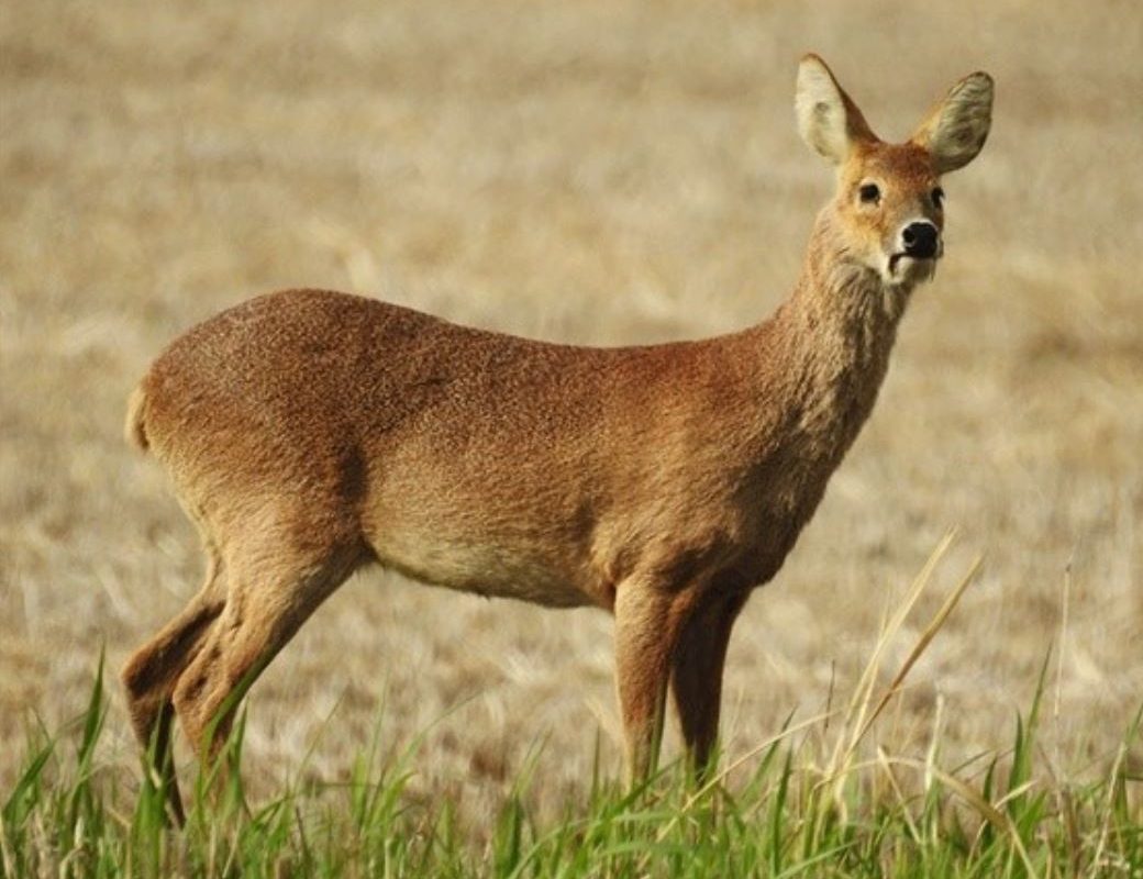 11 symbolic meanings of dreaming about elk