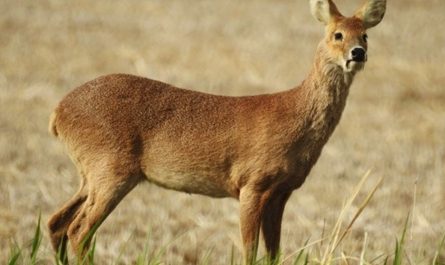 11 symbolic meanings of dreaming about elk