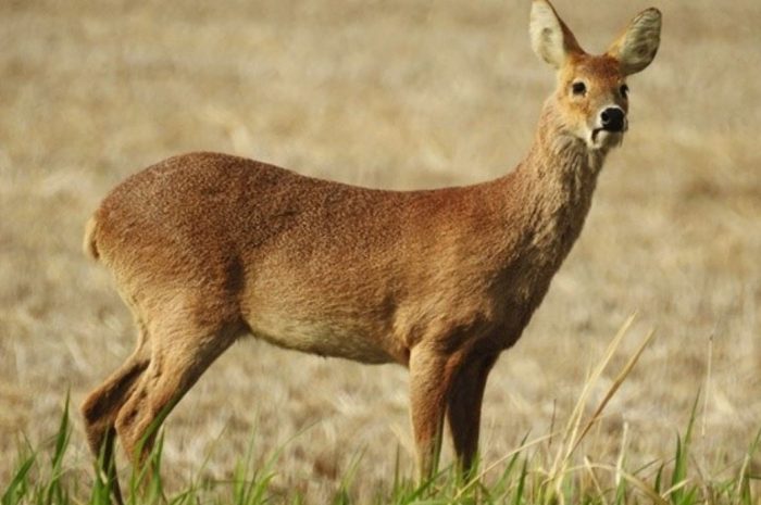 11 symbolic meanings of dreaming about elk