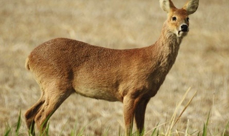 11 symbolic meanings of dreaming about elk