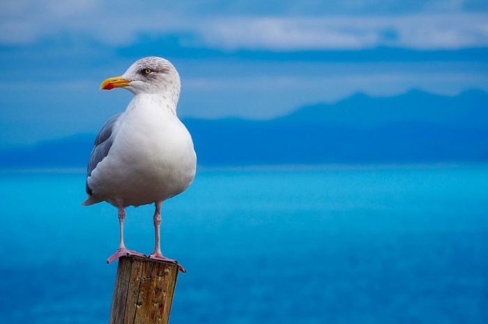 16 Symbolic Meanings of Dreaming of Seagulls