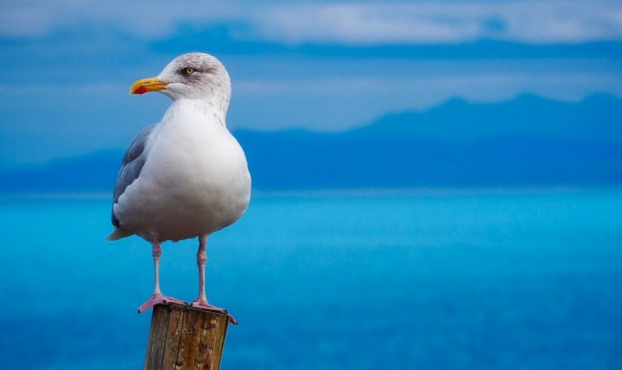 16 Symbolic Meanings of Dreaming of Seagulls