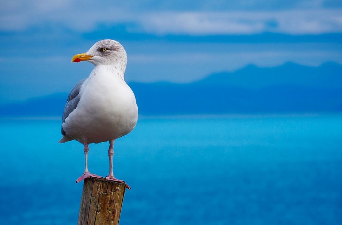 16 Symbolic Meanings of Dreaming of Seagulls