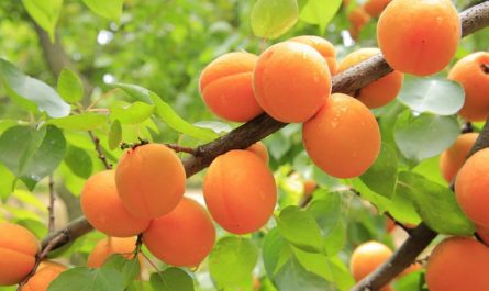 12 symbolic meanings of dreaming about apricots