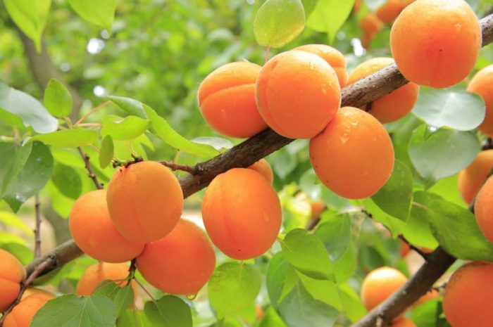 12 symbolic meanings of dreaming about apricots