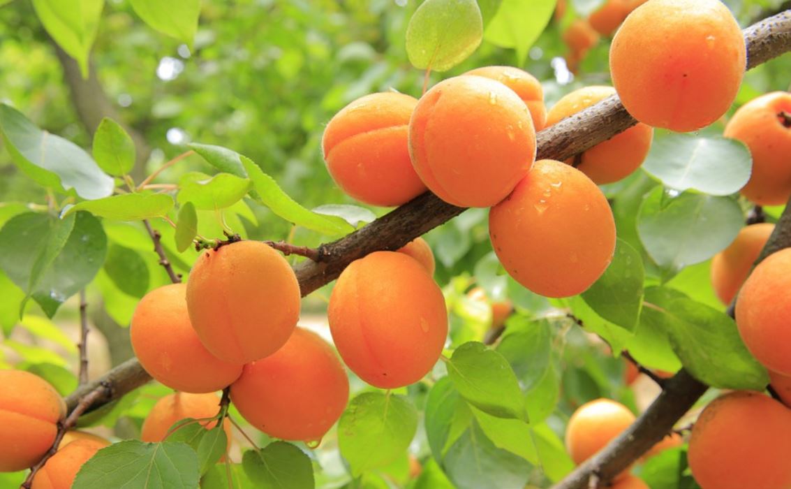 12 symbolic meanings of dreaming about apricots