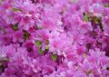 14 Symbolic Meanings of Dreaming of Rhododendron