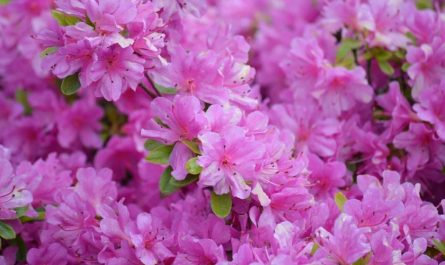 14 Symbolic Meanings of Dreaming of Rhododendron