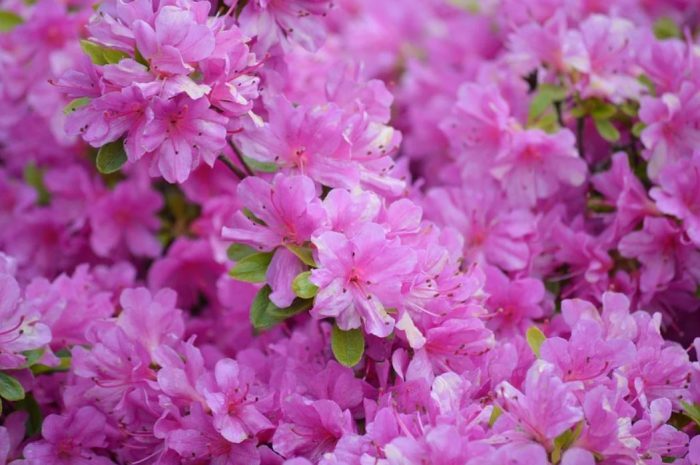 14 Symbolic Meanings of Dreaming of Rhododendron