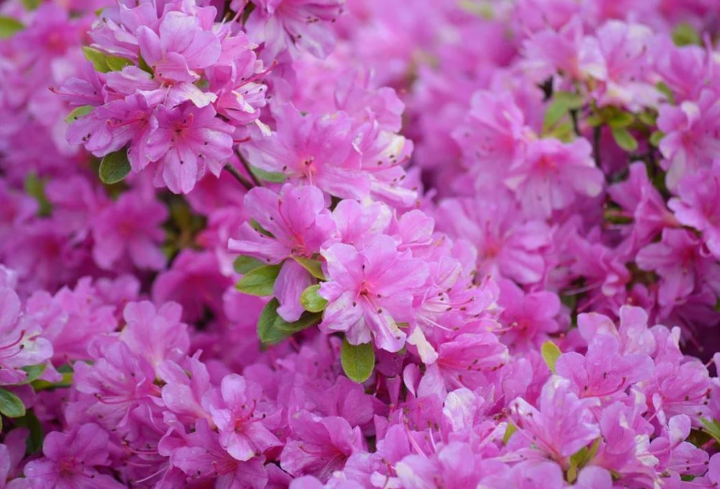 14 Symbolic Meanings of Dreaming of Rhododendron