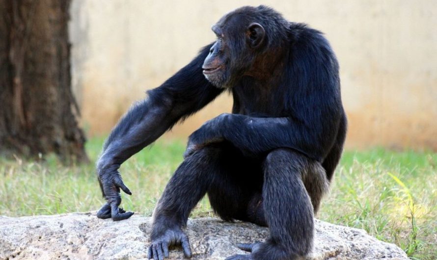 11 symbolic meanings of dreaming about chimpanzees