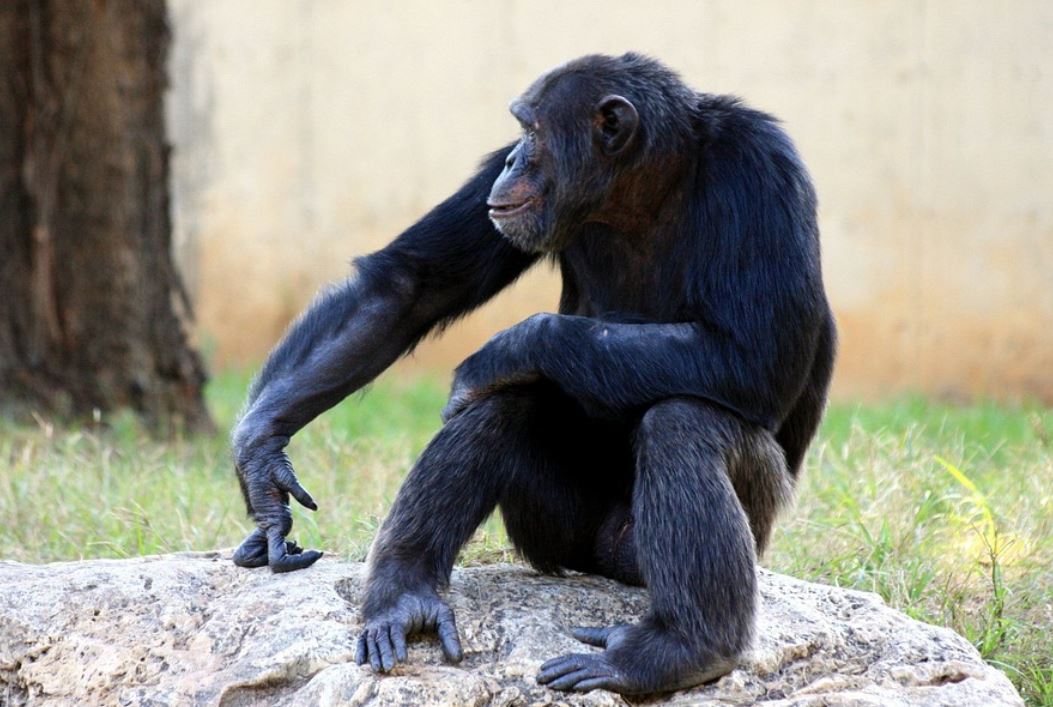 11 symbolic meanings of dreaming about chimpanzees