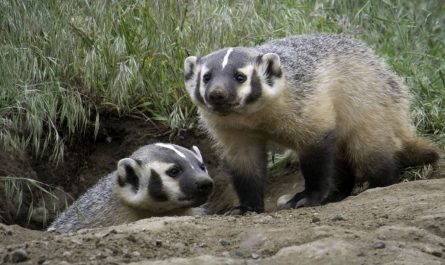 14 symbolic meanings of dreaming about a badger