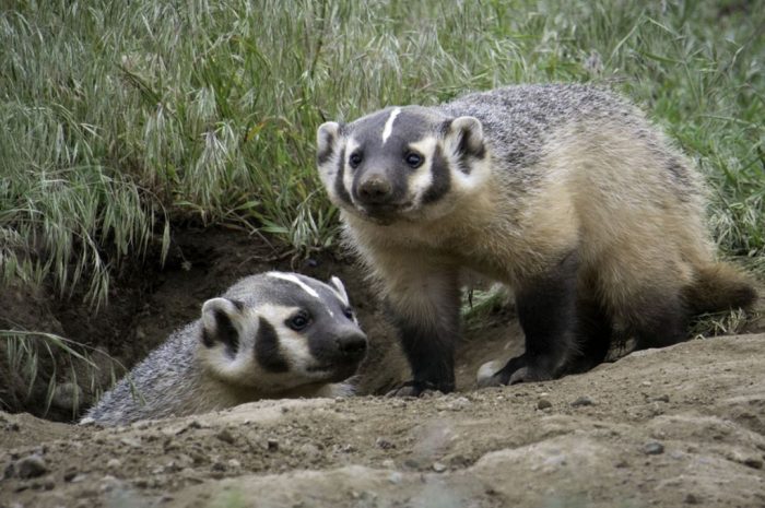 14 symbolic meanings of dreaming about a badger