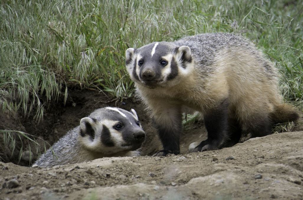 14 symbolic meanings of dreaming about a badger